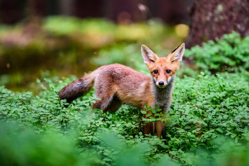 Red fox, vulpes vulpes, adult fox with young