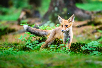 Red fox, vulpes vulpes, adult fox with young