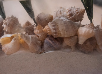 sea shell on the beach