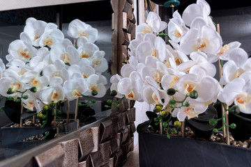 White flowers with texture 
