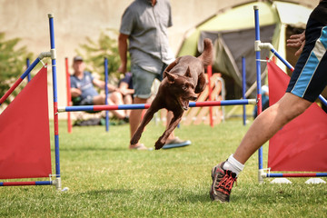 brown Kelpie in agility tunel on Ratenice competition. Amazing day on czech agility competition in town Ratenice it was competition only for large.