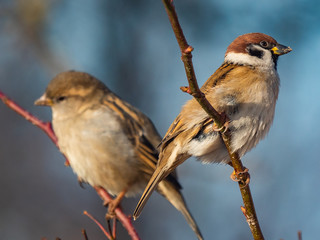 Sparrow. Sparrows close-up. Sparrows on the branches. Birds on a tree. Little birds. Macro shooting.