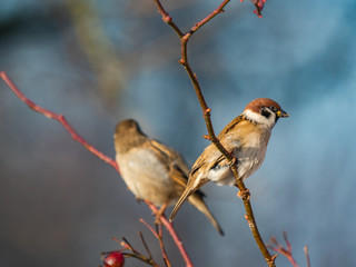 Sparrow. Sparrows close-up. Sparrows on the branches. Birds on a tree. Little birds. Macro shooting.