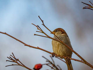 Sparrow. Sparrows close-up. Sparrows on the branches. Birds on a tree. Little birds. Macro shooting.