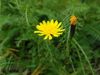 Autumn hawkbit (Scorzoneroídes autumnális)  - a species of perennial herbaceous plants belonging to the genus Scorzoneroides of the family Asteraceae, or Compositae. Included to the genus Leontodon. 
