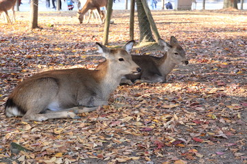 Nara Park in Nara Prefecture, Japan and the scenery of deer living in the park