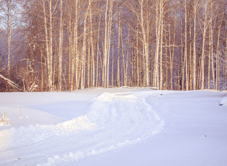 Snowy winter  forest and the sky, the sun. Winter forest trees in white snow. Frosty sunny day. New year Christmas in Siberia. Walk through the beautiful winter forest.