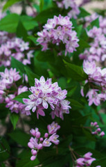 Obraz premium Beautiful branches of decorative pink jasmine in the summer.