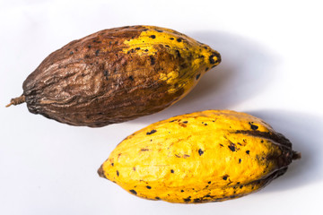 Cacau fruta