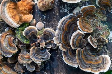 Multi-colored tree mushrooms on an old tree trunk close-up.