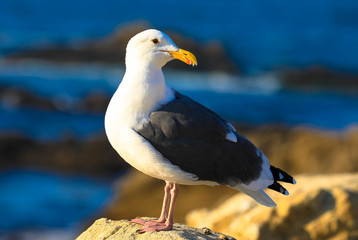 Seagull posing in the top of the cliffs