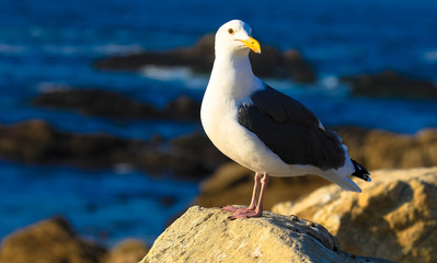 Möwe steht auf dem Felsen am Meer