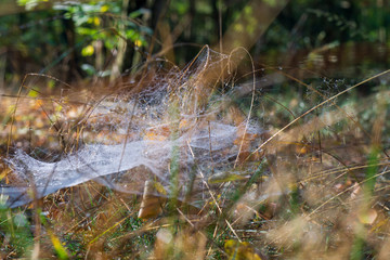 Spinnennetz mit Morgentau