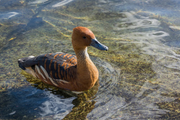 Fulvous Whistling Duck (Dendrocygna bicolor)