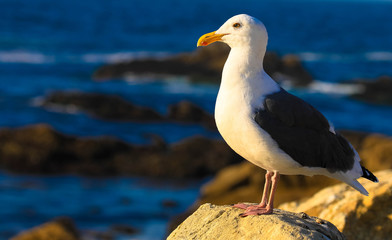 seagull on the beach, California