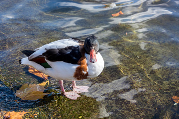Common Shelduck (Tadorna tadorna)