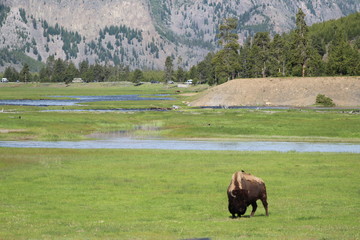 Buffalo grazing near the river