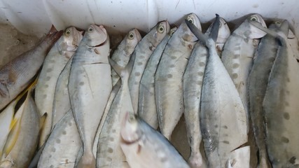Obraz premium fresh fish in the market