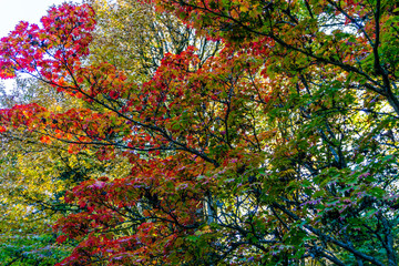 Colorful Fall Leaves Scene 2