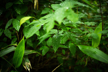 雨上がりの植物