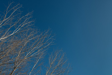 Tree branches on a background of blue autumn sky. Blank space. Background for design.