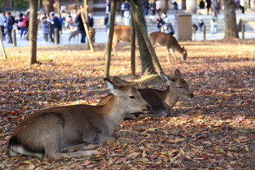 Nara Park in Nara Prefecture, Japan and the scenery of deer living in the park