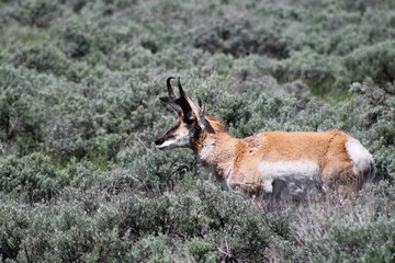 Antelope among the sage