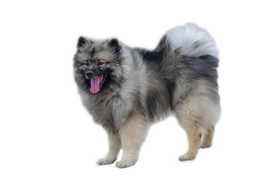 A young male Keeshond Breed Dog