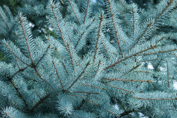 Cropped Shot Of Pine Branch. Abstract Nature Background. Trees, Nature, Christmas Concept.