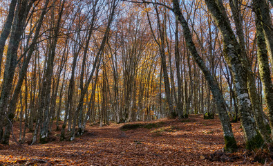 Nella foresta, foglie cadute e colorate