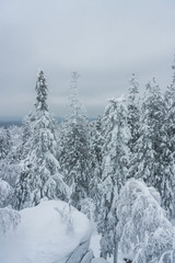 landscape of snowy trees in the mountains. winter forest covered with clean fresh snow. New Year's active holiday in a hike. Christmas walks in nature.