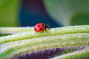 Macro of ladybug on a blade of grass in the morning sun Ladybug - bug. Natural insecticide that destroys pests of crops. A closeup of a ladybug.