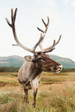 Majestic red deer stag standing on brown field with mountains in background on cloudy day in Scotland