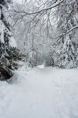 Christmas tale on nature. covered with white clean fresh snow spruce and pine in the winter forest. Wonderful time for walking and outdoor activities in January. ready background for layout