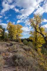 Obraz premium Autumn Colours in Wyoming