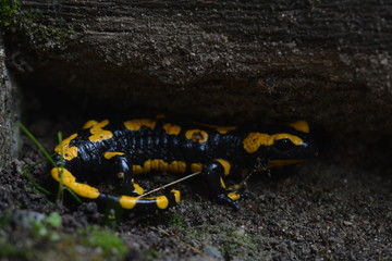 Salamander