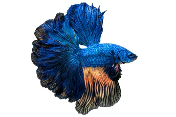 Keuken spatwand met foto The moving moment beautiful of blue siamese betta fish or fancy betta splendens fighting fish in thailand on isolated white background. Thailand called Pla-kad or half moon biting fish. © Soonthorn