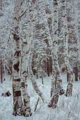 Obraz premium young birch forest covered with fresh clean white snow. forest winter landscape. frost on the branches. cold morning fog.