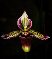 Orchid