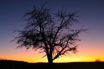 Fototapeta na wymiar Lonely tree in the sunset