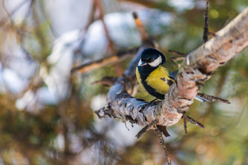 bird tit is sitting on a pine branch. late autumn or early winter. birds close up.