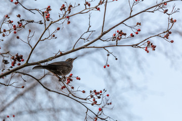 In winter, birds eat berries on a tree