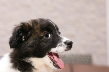 portrait of a little beautiful mischievous puppy with a sly look