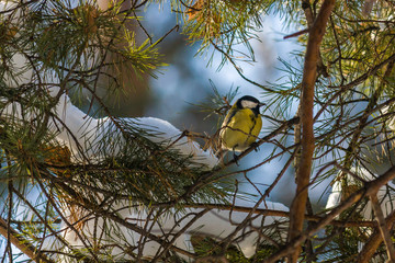 Bird Great tit, or Parus major. Sitting on a branch in spring/summer forest. Birds blue titmouse sitting in the garden among the colorful branches. Natural background.