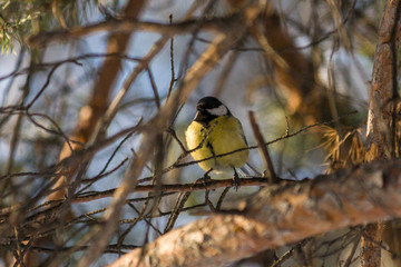 Bird Great tit, or Parus major. Sitting on a branch in spring/summer forest. Birds blue titmouse sitting in the garden among the colorful branches. Natural background.