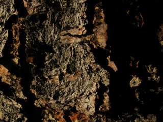 A tree skin texture captured with sunshine shadow.