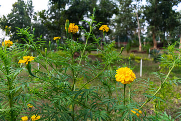 marigold flower close view looking awesome in Indian rural village garden.