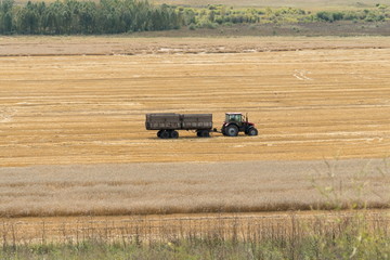 Obraz premium A tractor with a trailer rides through a grain field during harvest in the fall.