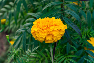 marigold flower close view looking awesome in Indian rural village garden.