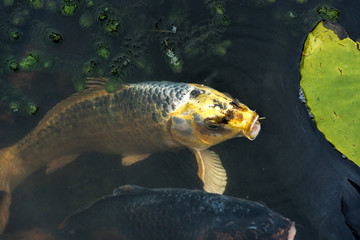 Large Koi Carp